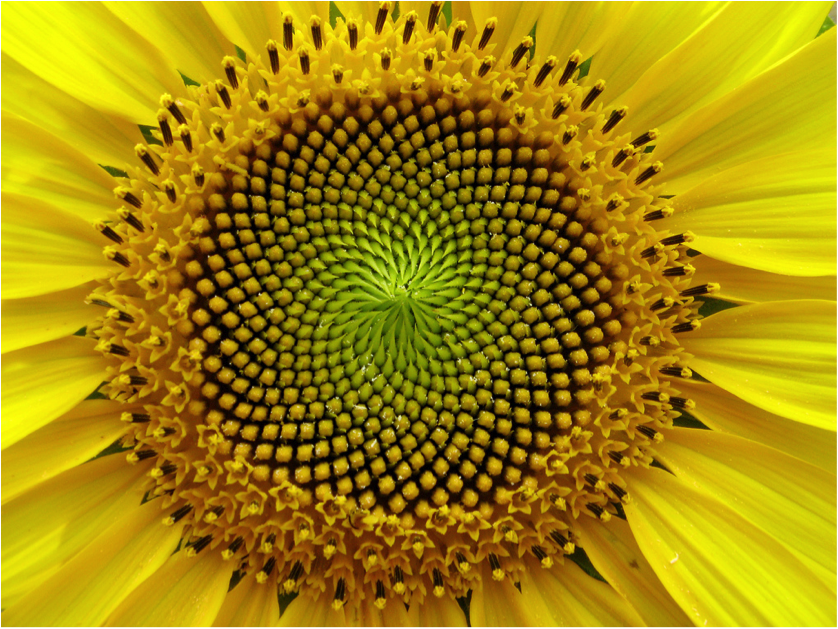 Mathematical Patterns in Plants: Fibonacci and The Golden Ratio ... |  Spirals in nature, Fractals in nature, Geometry in nature