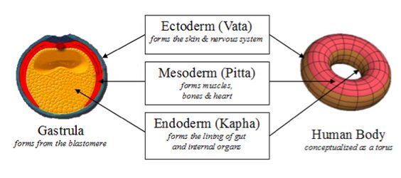 Prakruti & Embryology.  All cells, tissues and organs are derived from these three germ layers of the embryonic disc.  It can be described as a flattened bilaminar cellular plate consisting of the ectoderm and the endoderm. The Ectoderm which is Vata in nature, forms the skin and nervous system. The Mesoderm, being Pitta, forms muscles, bones and heart. The Endoderm, carries Kapha, and is destined to form the lining of the gut and the internal organs.