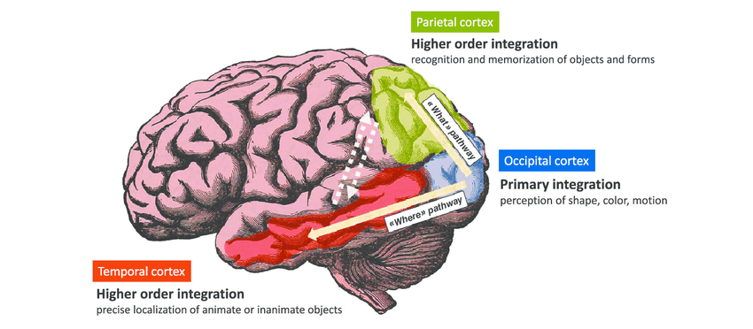 Brain visual pathways. The signals related to the shape, color and motion of visual objects are integrated by specialized brain neuronal populations residing in the primary visual cortex i.e the superficial neuronal layers of the brain occipital lobe. Output signals are then generated that instruct other cortical areas for higher order integration tasks. The " What " pathway connects the primary visual cortex to areas of the temporal cortex that are essential to the recognition and memorization of objects and forms. The " Where " pathway connects the primary visual cortex to areas of the parietal cortex that support perception of precise localization. The interconnections between higher-order visual areas (dashed arrows) as well as other brain areas not highlighted here, allows a fully-integrated perception that takes into account the " What " , " Where " , " How " and " When " features of a visual object.  