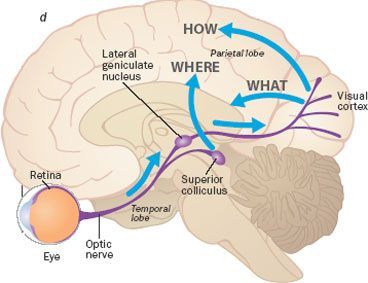 Brain Visual Pathway Graphic
